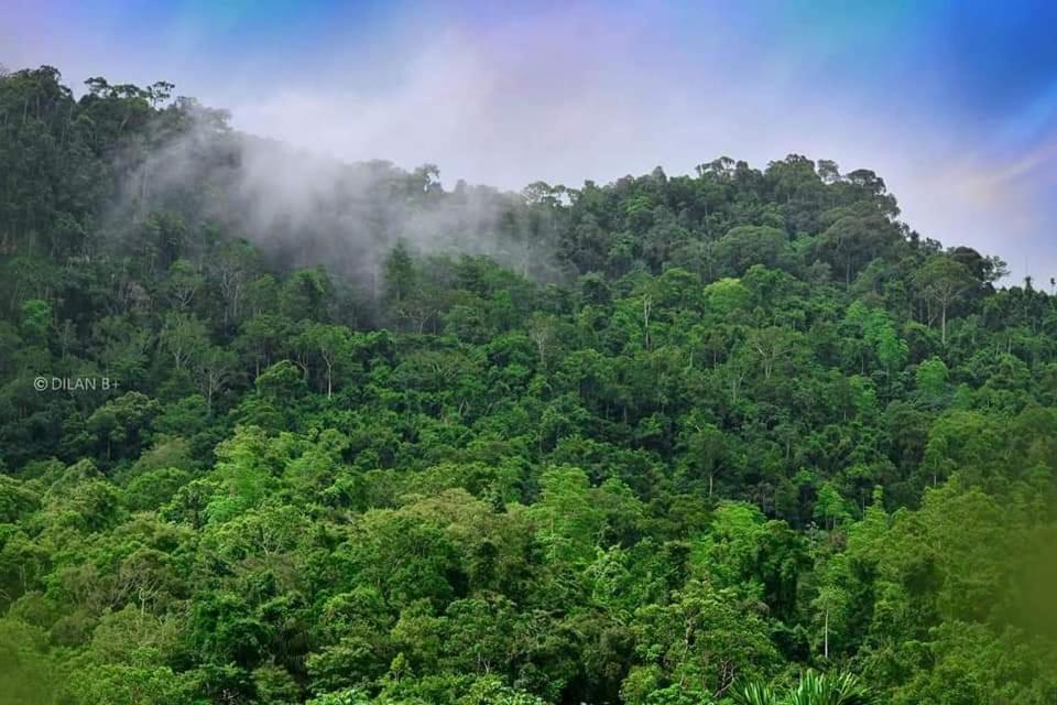 Sinharaja Forest Gate Deniyaya Exterior foto